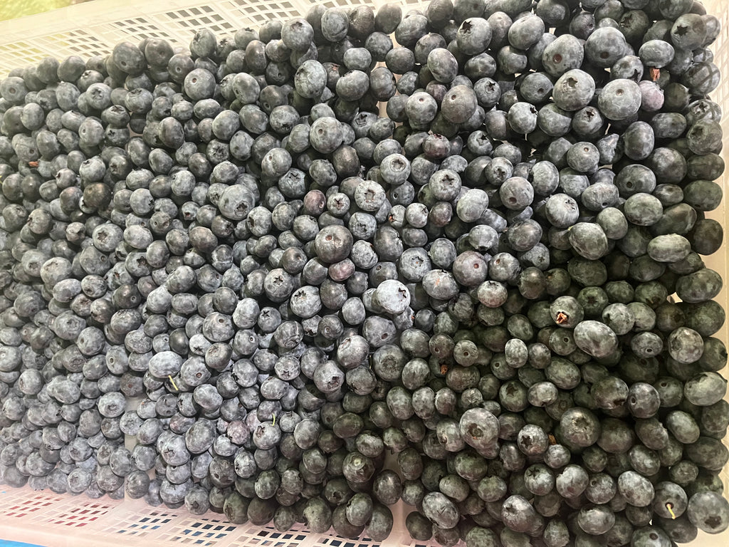 8 lb Tray of Fresh Blueberries — Kelowna