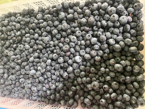 blueberries in tray