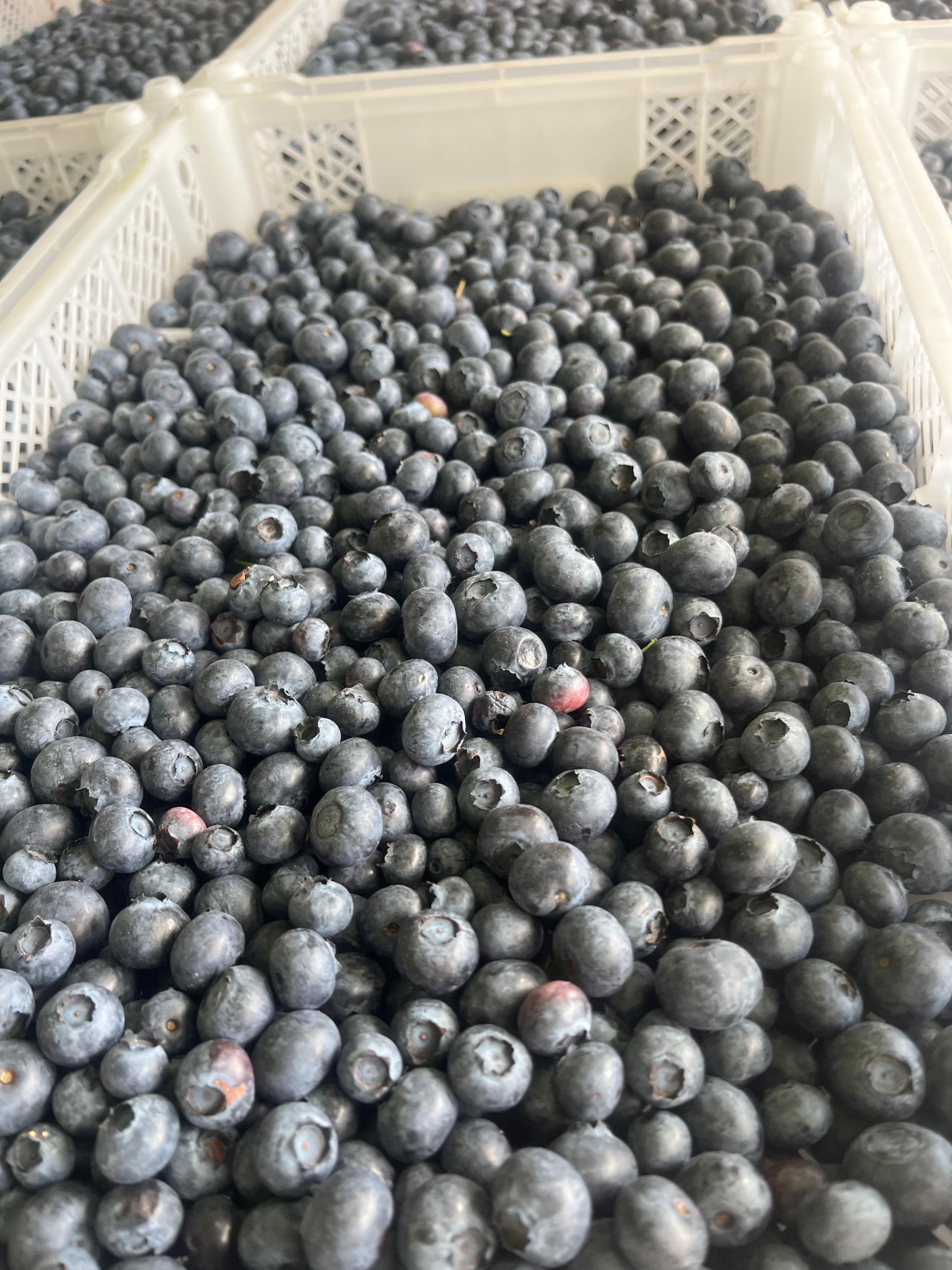 8 lb Tray of Fresh Blueberries — Kelowna