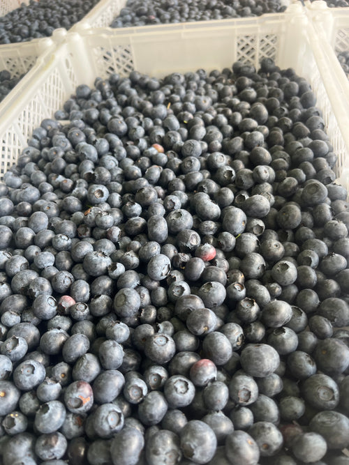 8 lb Tray of Fresh Blueberries — Fort McMurray