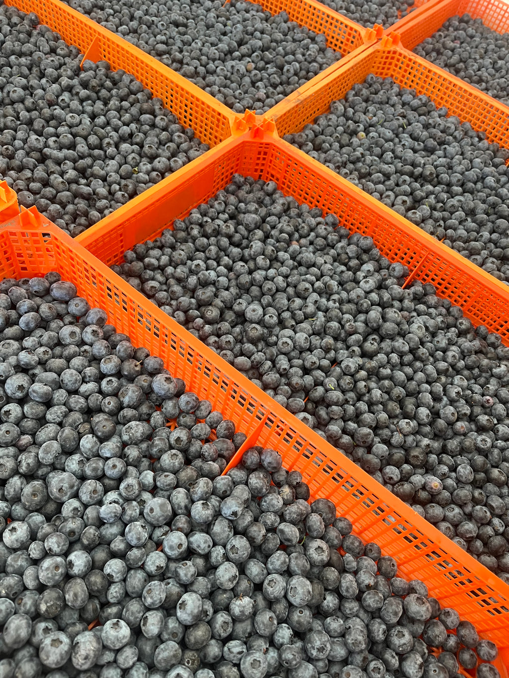 8 lb Tray of Fresh Blueberries — Kelowna