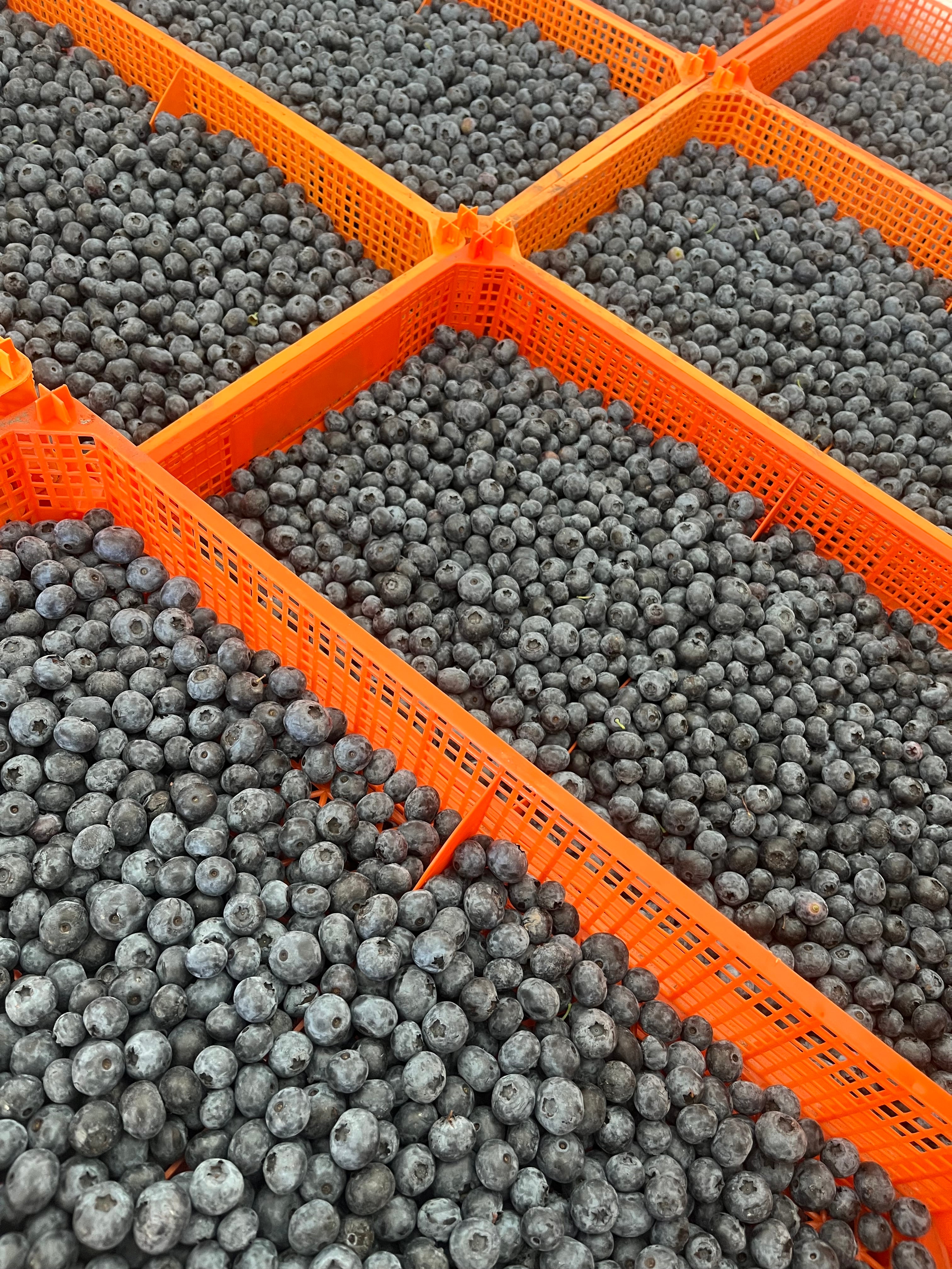 8 lb Tray of Fresh Blueberries — 100 Mile House