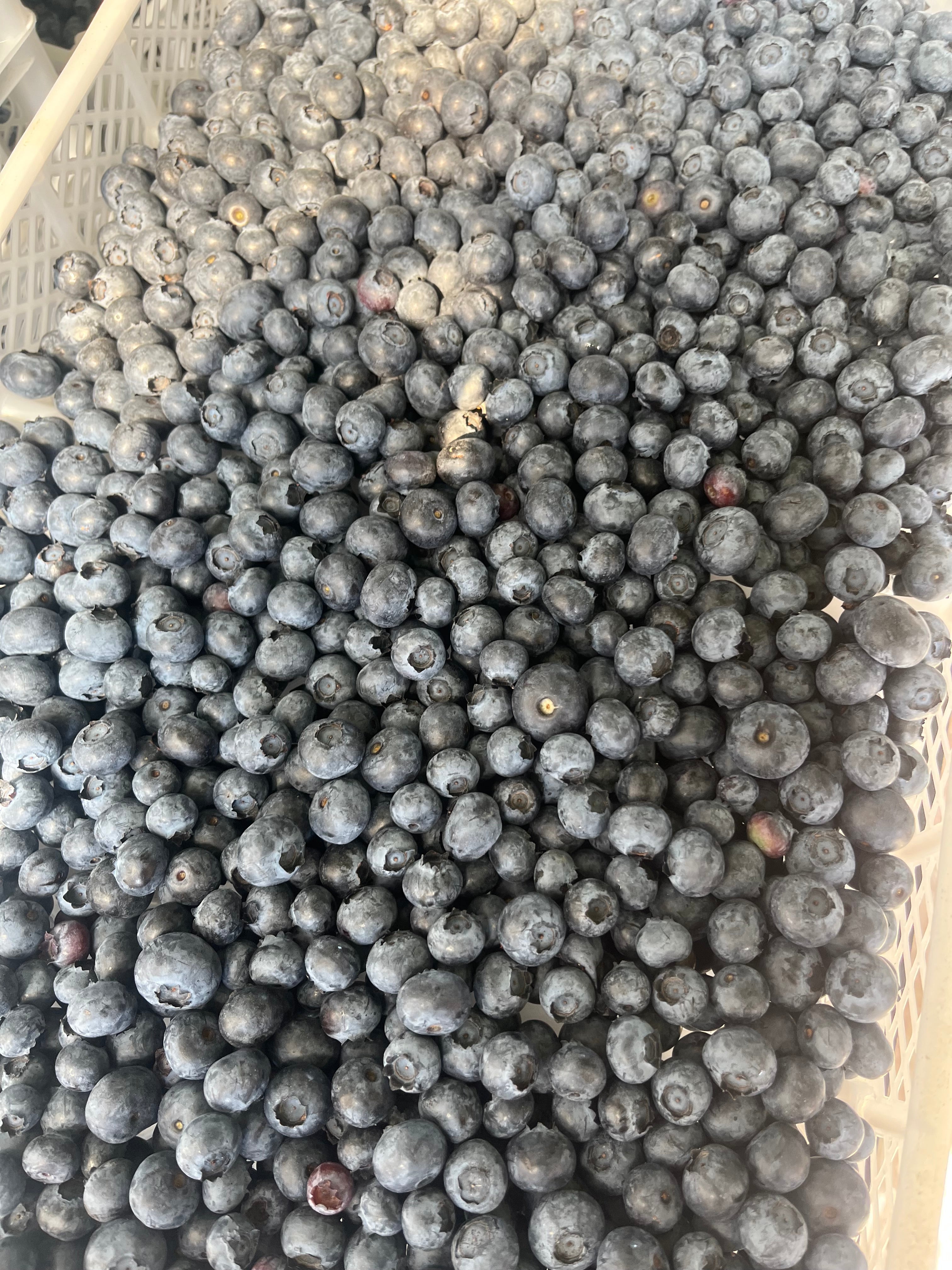 8 lb Tray of Fresh Blueberries — Medicine Hat